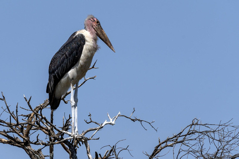 Nairobi: 5-Day Kenya Safari with Meals and Transfers
