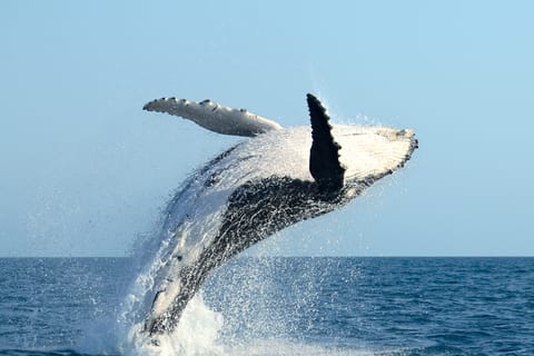 Observation de baleines à Moorea (sans baignade)
