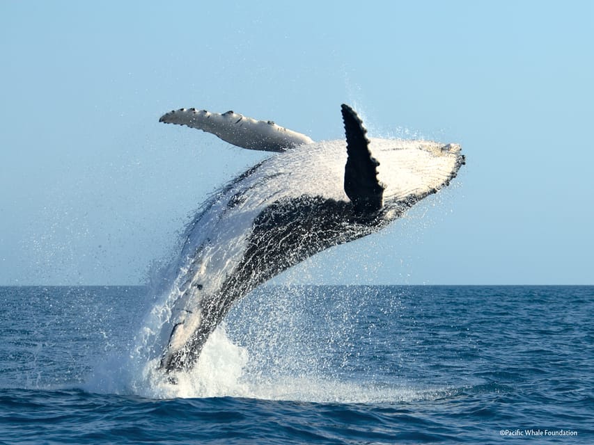 Observation de baleines à Moorea (sans baignade)