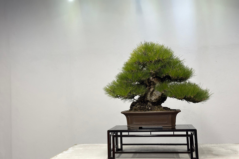 Nagoya: Private Bonsai Workshop with Master Ajisawa Masterpiece Bonsai Experience (1 hour)