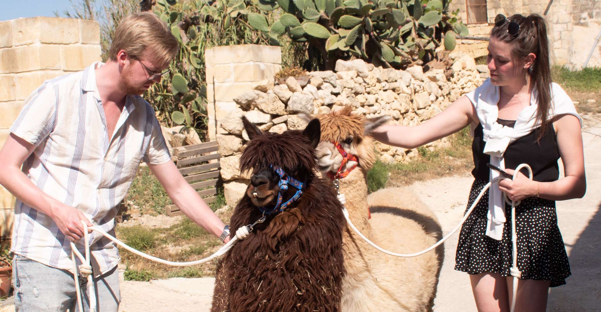 Gozo, Farm Visit with Alpaca Walk and Feeding - Housity