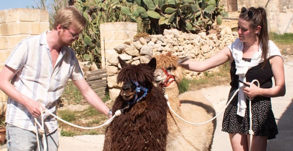 Passeggiate con gli alpaca di Gozo: con alimentazione e visita alla fattoria