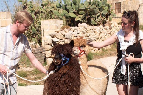 Gozo: Alpacawandelingen en boerderijbezoek