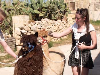Gozo Alpaca Walks : with feeding and farm visit