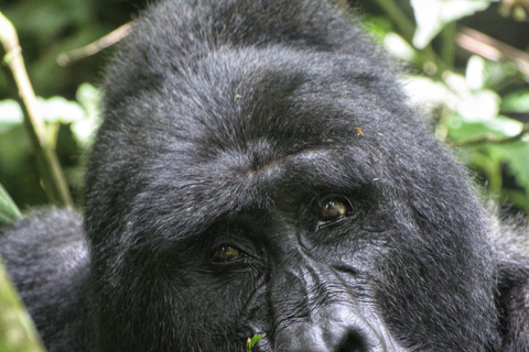 Uganda: 3 Tage Gorilla-Tracking und Batwa-Kulturwanderung3b Tage Uganda unglaubliches Gorilla Tracking Erlebnis