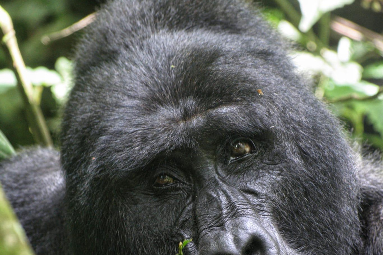 Uganda: 3 Tage Gorilla-Tracking und Batwa-Kulturwanderung3b Tage Uganda unglaubliches Gorilla Tracking Erlebnis