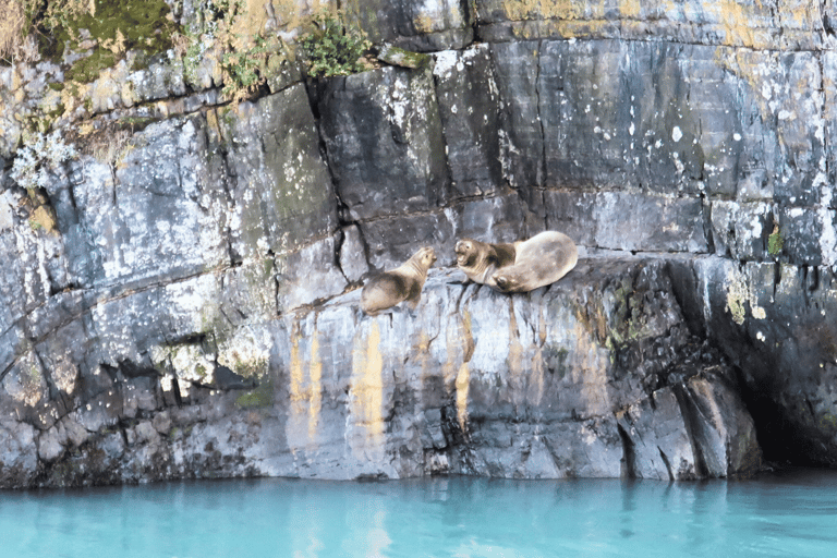 Puerto Natales : navigation vers les glaciers Balmaceda et SerranoPuerto Natales : Navigation vers les glaciers Balmaceda et Serrano