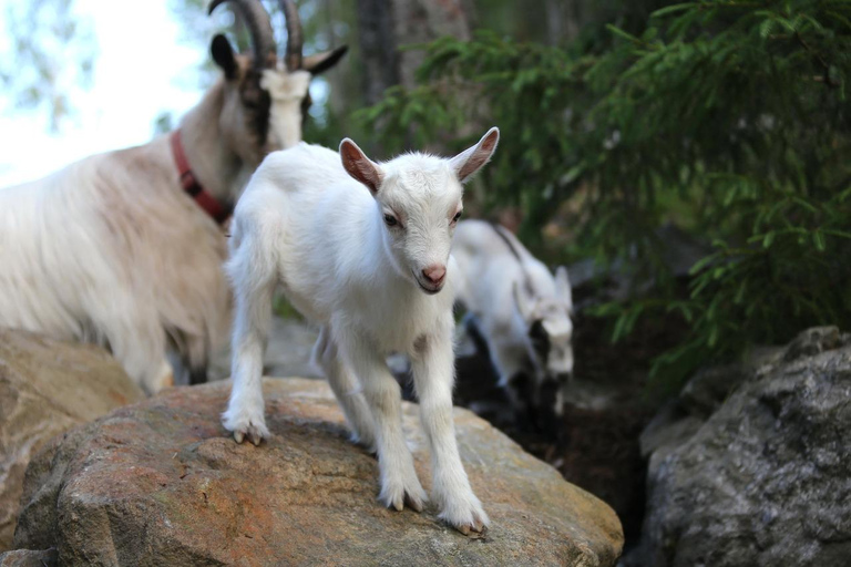 Teneriffa: Eco Farm Guided Tour: Kanarische Tapas+Kubanische Tapas