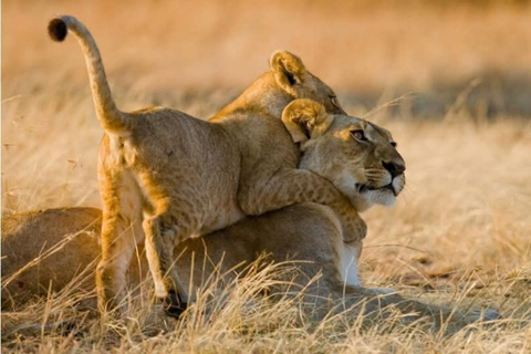 Nairobi: visita di mezza giornata al parco nazionaleNairobi: tour di birdwatching in jeep nel parco nazionale