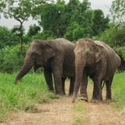 Bangkok: Love Elephant Sanctuary Half Day & Food Prep