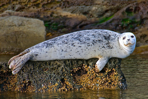 Anacortes: Whale and Orca Boat Tour near Seattle