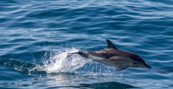Fažana: Delfin-Safari bei Sonnenuntergang & Brijuni-Wildtiertour