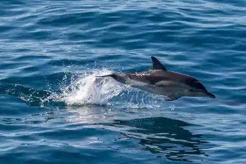 FAŽANA: SAFARI CON DELFINES