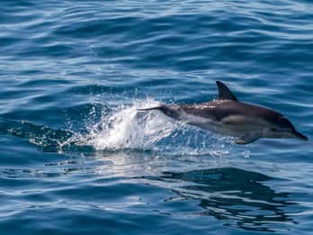 FAŽANA: DOLPHIN SAFARI