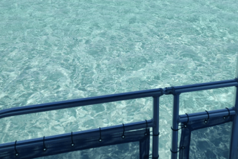 Crab Island: 4-Hour Crab Island Charter Experience
