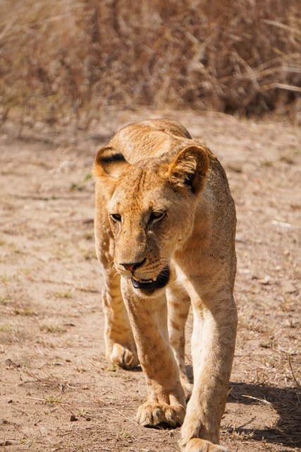 Lioness walking straight towards the camera across dry, sun-bleached grassland