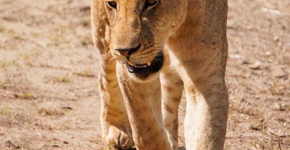 From Zanzibar: Mikumi Safari Day Trip with Flights and Lunch