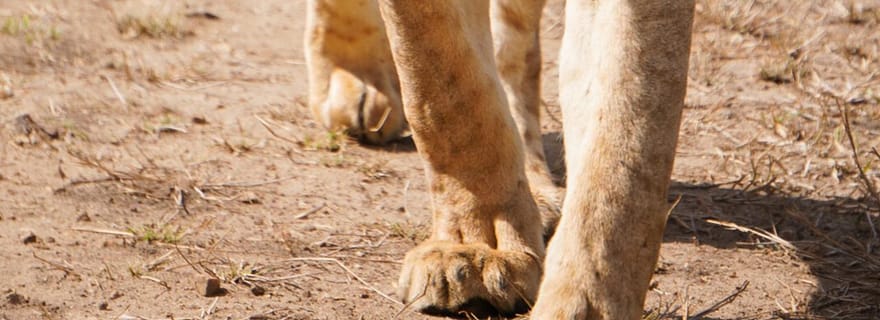 Excursion d'une journée au parc national de Mikumi depuis Zanzibar, avec vols et déjeuner
