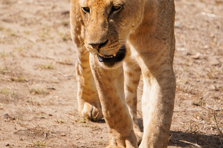 From Zanzibar: Best Day Safari Mikumi with flights and lunch