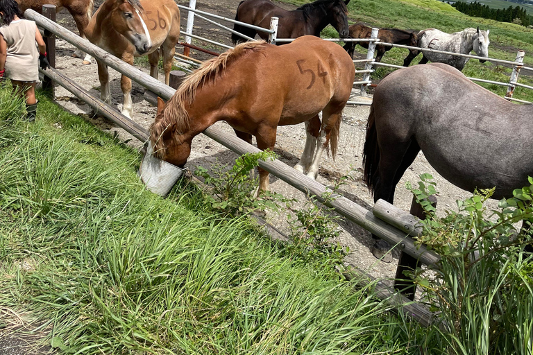 Au départ de Tokyo : visite privée de 14 jours au Japon avec hôtel et repas