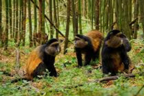 From Kigali: Golden Monkey Trek and Dian Fossey Fund Tour