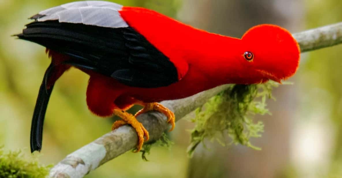 Manu Jungle Excursion 3D Cloud forest, Night hike GetYourGuide