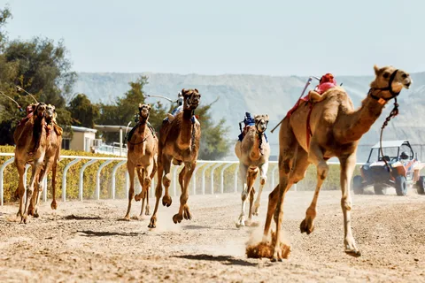 Dubai Kamelrennen mit erstklassigen Sitzplätzen und kurzem Kamelritt