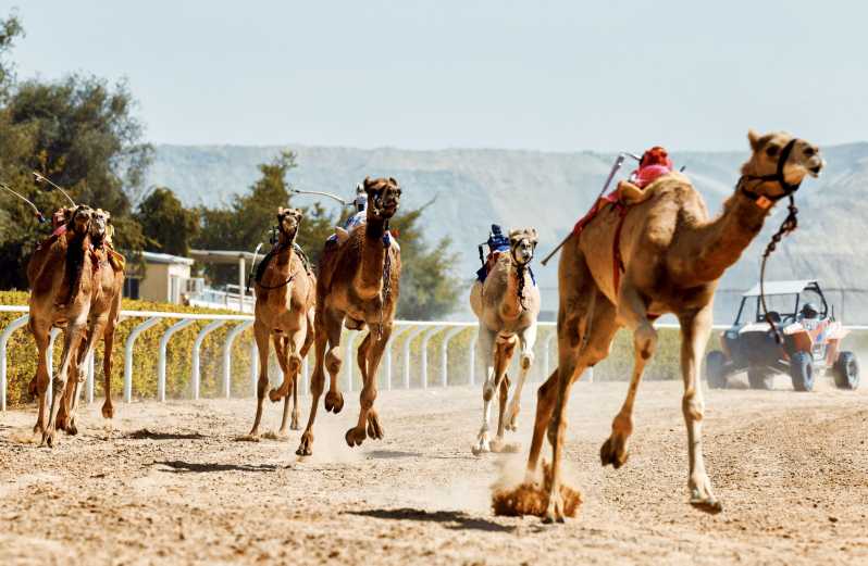Dubai Royal Camel Race amb Prime Seats i Short Camel Ride