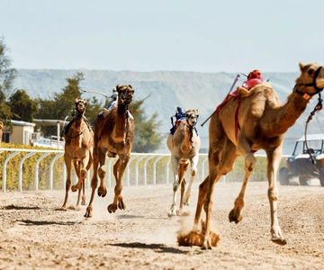 Dubai Camel Race with Prime Seats & Short Camel Ride