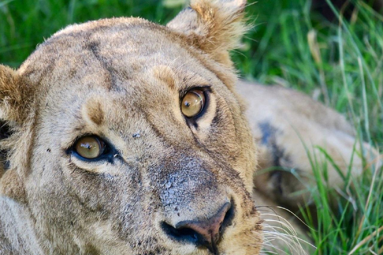 Da Nairobi: escursione al Parco Nazionale del Lago NakuruEscursione al Parco Nazionale del Lago Nakuru senza biglietto d&#039;ingresso