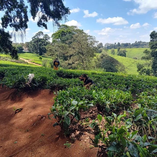 tea farm tour nairobi