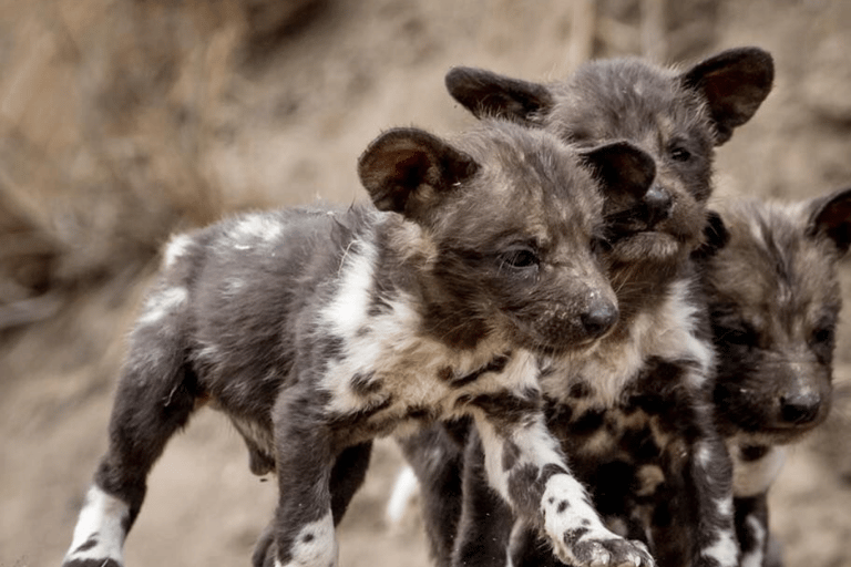 2-Day Sabi Sands Big Five Safari from Johannesburg