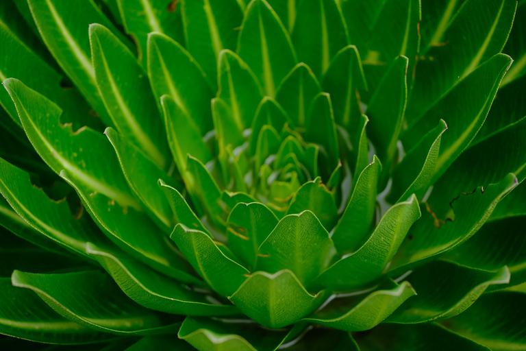 Aberdare National Park: Mount Satima Overnight Hike