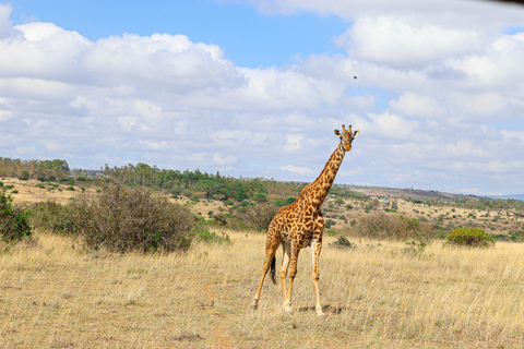 Privérondleiding door het Nairobi Nationaal Park