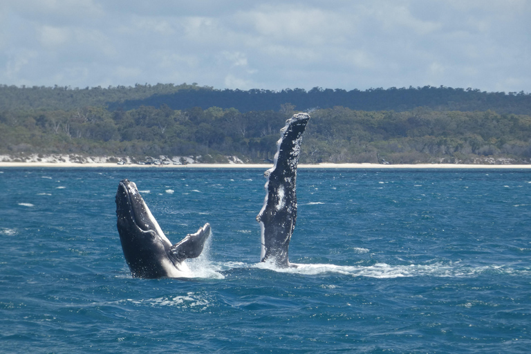 Hervey Bay : L&#039;expérience ultime d&#039;observation des baleines