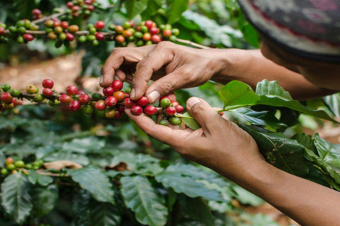 Coffee Farm Tour (Fairview)