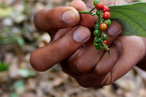 Pemba: wioska Tumbe, farma przypraw i wycieczka na wyspę Kojani