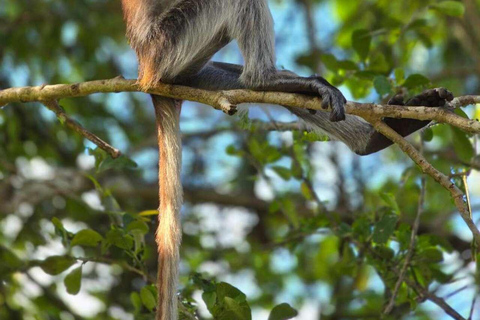 Zanzibar: Spice Farm, Jozani Forest & Salaam Cave Tour Private tour without hotel transfer
