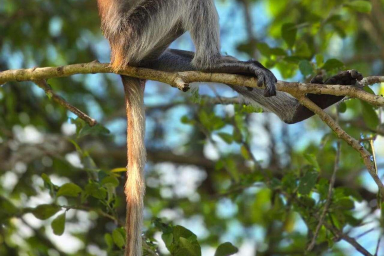Zanzibar: Spice Farm, Jozani Forest & Salaam Cave Tour Private tour without hotel transfer