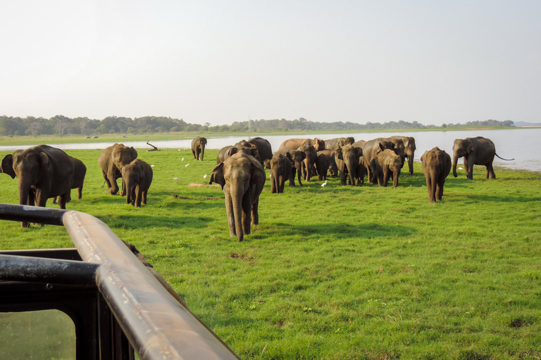 Sigiriya: Minneriya Eco-Friendly Elephant Safari with Guide