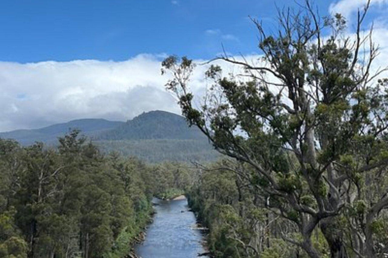 Hobart: Tahune Airwalk and Hastings Caves Day Trip