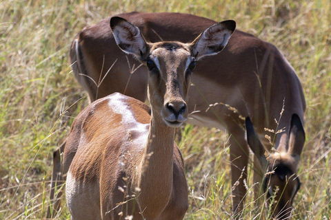 Maasai, parc national de Mikumi et chutes de Chizua 3 jours depuis Dar es salaam