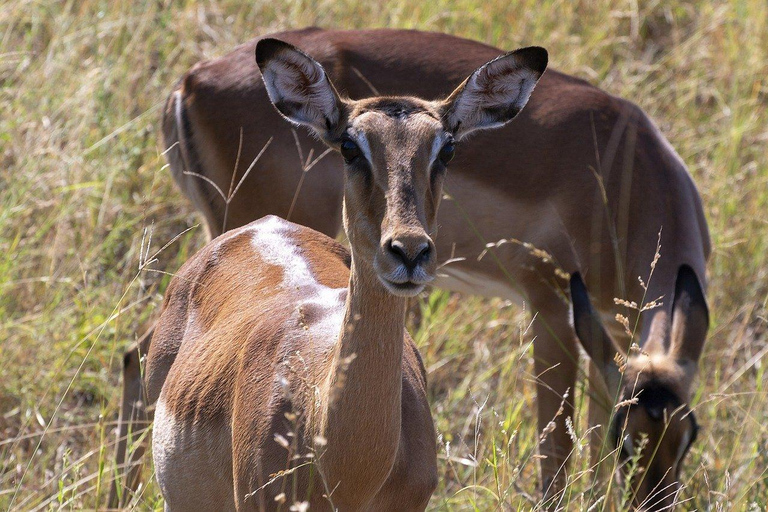 Maasai, Mikumi NP &amp; Chizua Falls 3 dias a partir de Dar es Salaam