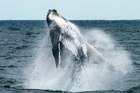 Mafia Island: Humpback Whale Watching Tour