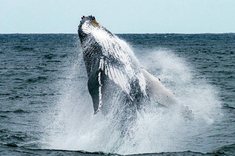 Mafia Island: Humpback Whale Watching Tour