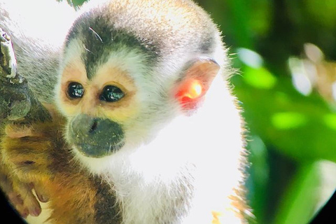 Manuel Antonio: Wildlife en Strand Tour in Nationaal ParkGroepsrondleiding (toegang tot park NIET inbegrepen)