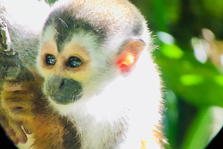 Manuel Antonio: Tour della fauna e della spiaggia nel Parco NazionaleTour privato (l&#039;ingresso al parco non è incluso)