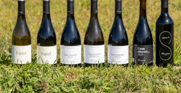 Girona: 7 Wine and Oil Tasting at Viníric Winery in Calonge