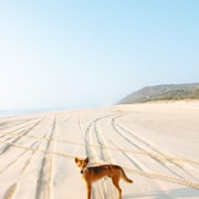 From Hervey Bay: K'gari, Fraser Island Full-Day Coach Tour