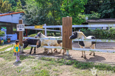 From Seoul: Wonju Nature Day Trip, Ginkgo Tree & Cable Car A. [Spring] Sogeumsan Cable Car & Cherry Blossom Tunnel Tour